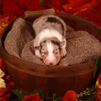 L Blue Merle Female 1, a female Australian Shepherd for sale in Mankato, MN – Photo 6 of 6