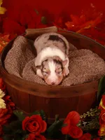 L Blue Merle Female 1, a female Australian Shepherd for sale in Mankato, MN – Photo 2 of 2