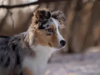 L Blue Merle Female 1, a female Australian Shepherd for sale in Mankato, MN – Photo 4 of 6