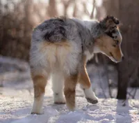L Blue Merle Female 1, a female Australian Shepherd for sale in Mankato, MN – Photo 3 of 6
