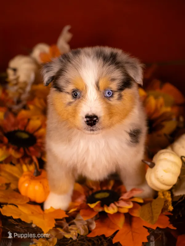 L Blue Merle Female 1