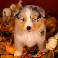 L Blue Merle Female 1, a female Australian Shepherd for sale in Mankato, MN – Photo 5 of 6