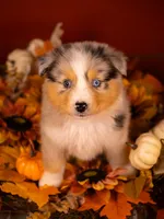 L Blue Merle Female 1, a female Australian Shepherd for sale in Mankato, MN – Photo 1 of 2