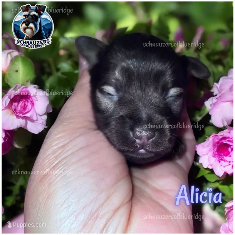 Alicia – Miniature Schnauzer puppy for sale in Spruce Pine, NC