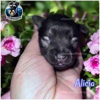 Alicia, a female Miniature Schnauzer for sale in Spruce Pine, NC – 1 of 1