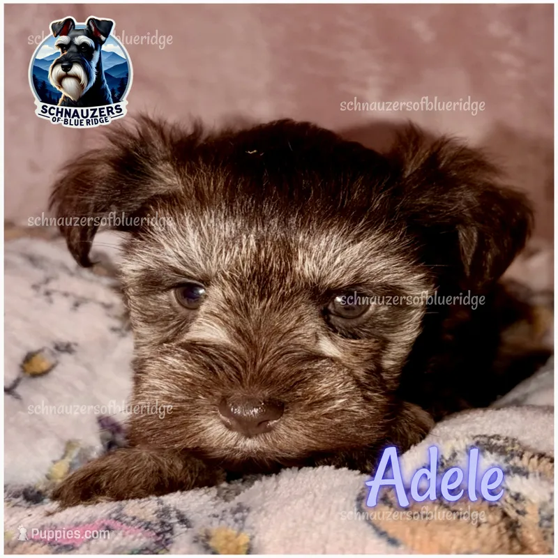 Adele – Miniature Schnauzer puppy for sale in Spruce Pine, NC