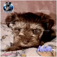 Adele, a female Miniature Schnauzer for sale in Spruce Pine, NC – 1 of 2