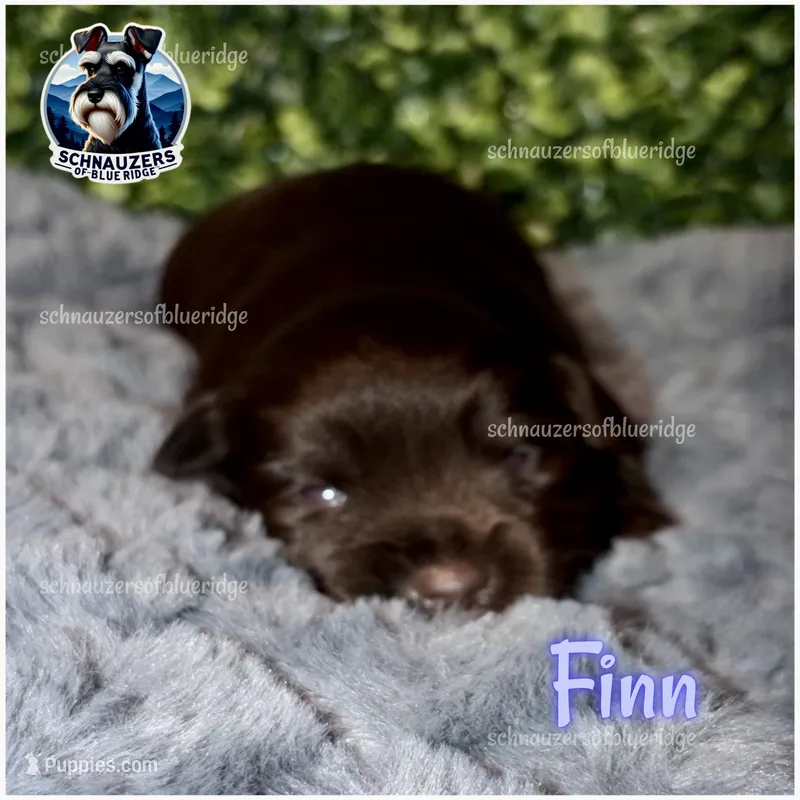 Finn – Miniature Schnauzer puppy for sale in Spruce Pine, NC
