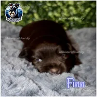 Finn, a male Miniature Schnauzer for sale in Spruce Pine, NC – 1 of 1