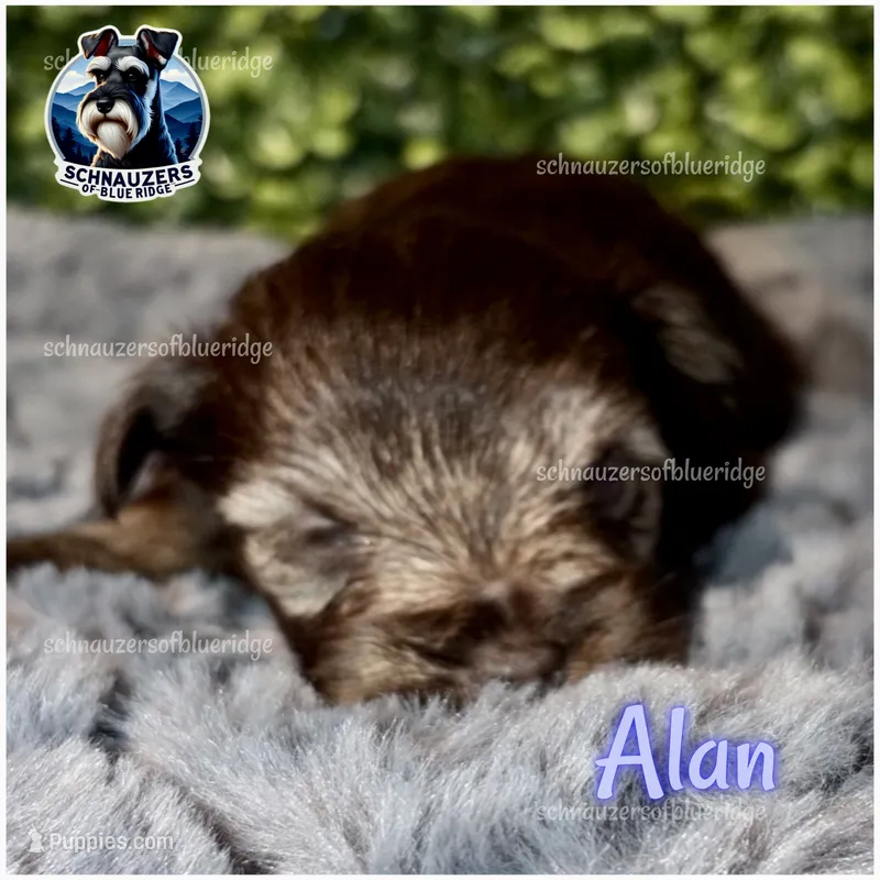 Alan – Miniature Schnauzer puppy for sale in Spruce Pine, NC