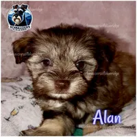 Alan, a male Miniature Schnauzer for sale in Spruce Pine, NC – 1 of 2