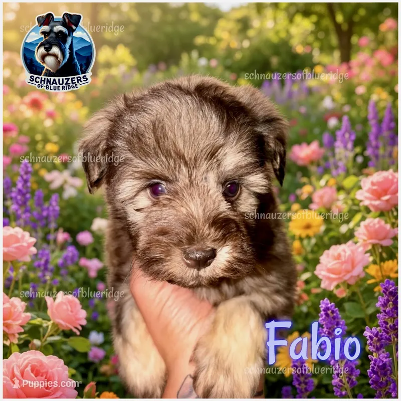 Fabio – Miniature Schnauzer puppy for sale in Spruce Pine, NC