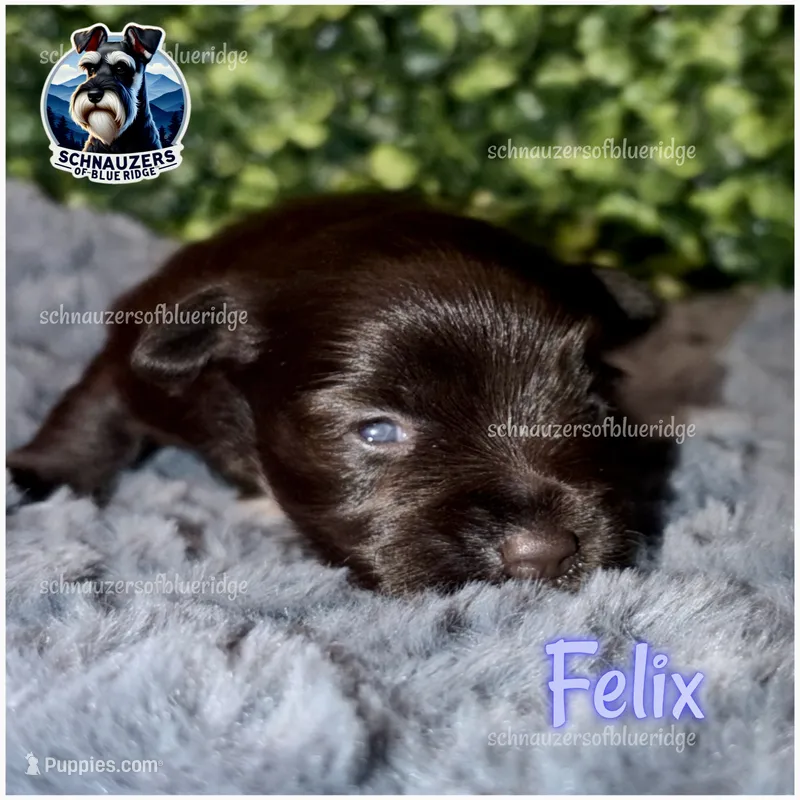 Felix – Miniature Schnauzer puppy for sale in Spruce Pine, NC