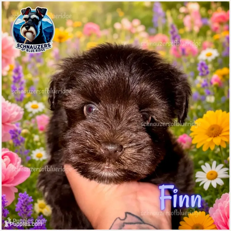 Finn – Miniature Schnauzer puppy for sale in Spruce Pine, NC