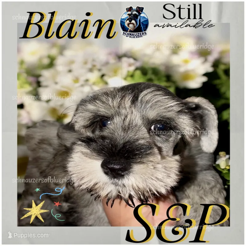 Blain – Miniature Schnauzer puppy for sale in Spruce Pine, NC