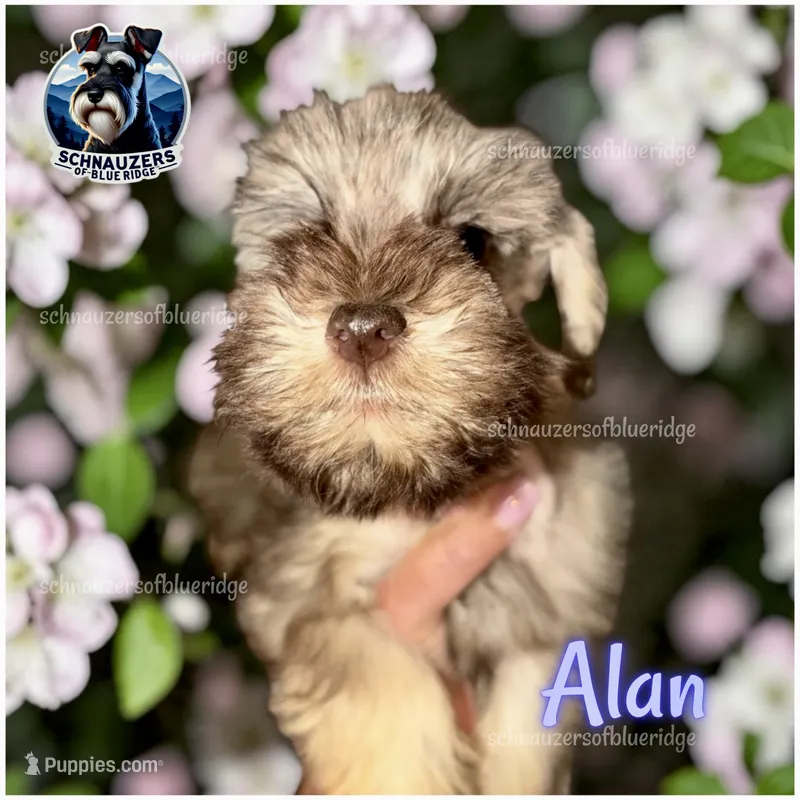 Alan – Miniature Schnauzer puppy for sale in Spruce Pine, NC