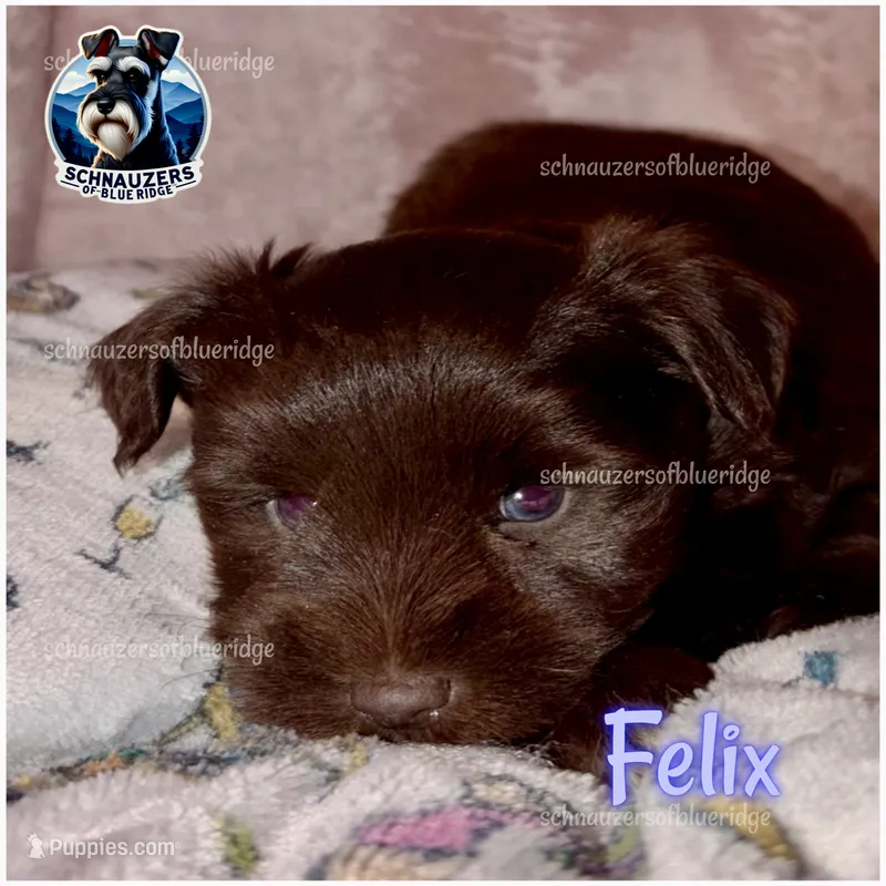 Felix – Miniature Schnauzer puppy for sale in Spruce Pine, NC