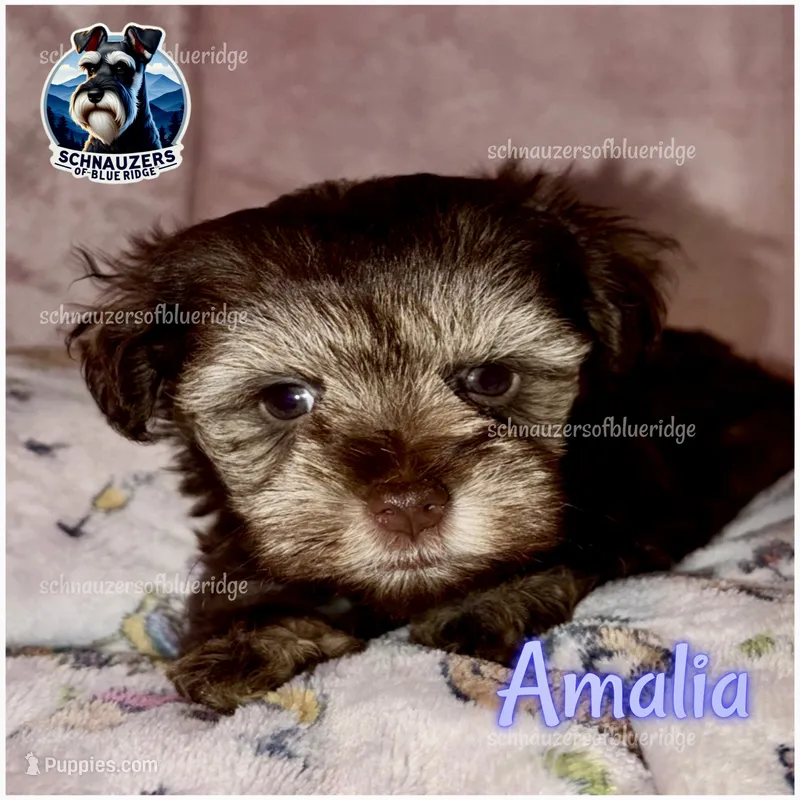 Amalia – Miniature Schnauzer puppy for sale in Spruce Pine, NC