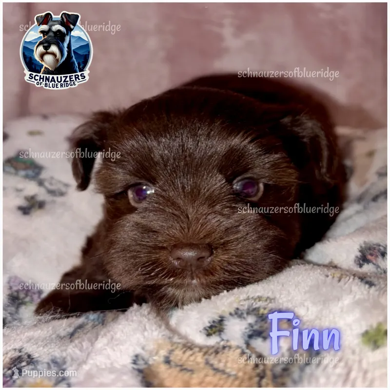 Finn – Miniature Schnauzer puppy for sale in Spruce Pine, NC