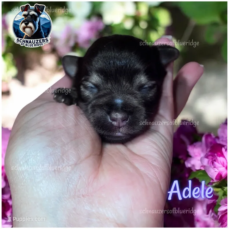 Adele – Miniature Schnauzer puppy for sale in Spruce Pine, NC