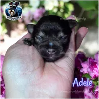 Adele, a female Miniature Schnauzer for sale in Spruce Pine, NC – 1 of 1