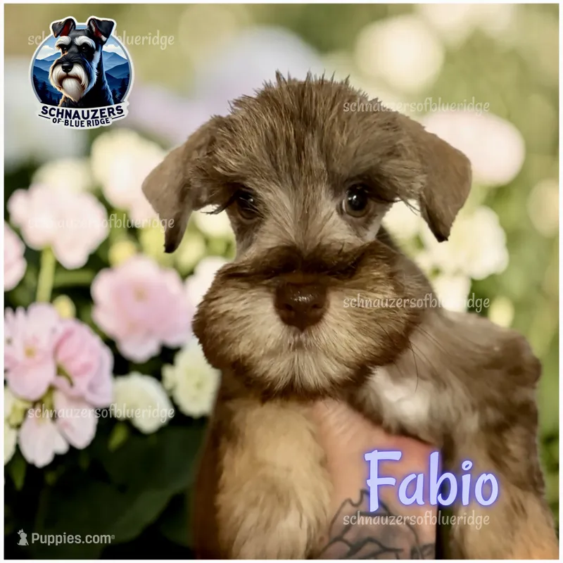 Fabio – Miniature Schnauzer puppy for sale in Spruce Pine, NC