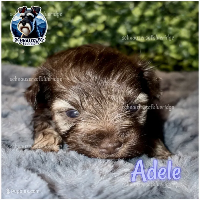 Adele – Miniature Schnauzer puppy for sale in Spruce Pine, NC