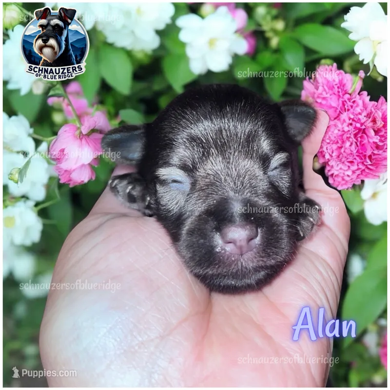 Alan – Miniature Schnauzer puppy for sale in Spruce Pine, NC