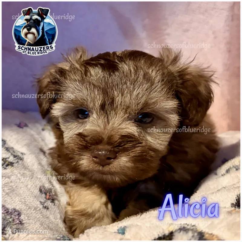 Alicia – Miniature Schnauzer puppy for sale in Spruce Pine, NC