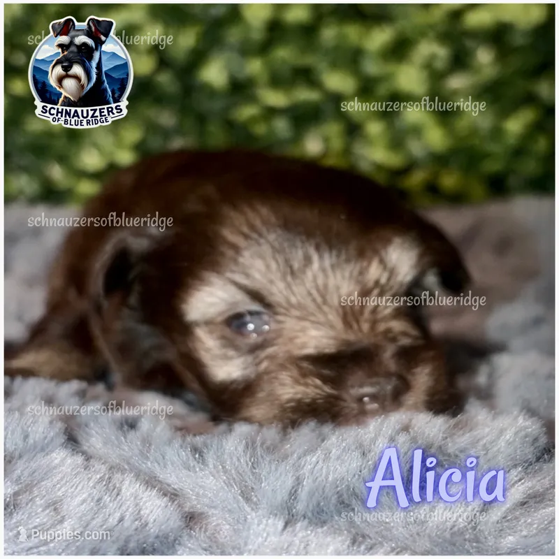 Alicia – Miniature Schnauzer puppy for sale in Spruce Pine, NC