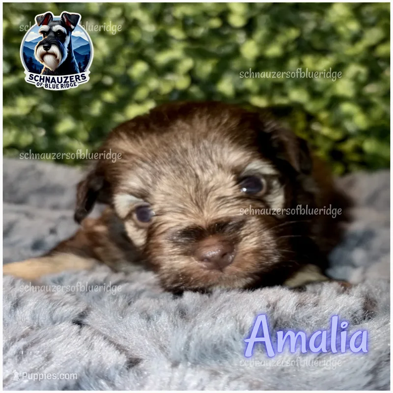 Amalia – Miniature Schnauzer puppy for sale in Spruce Pine, NC