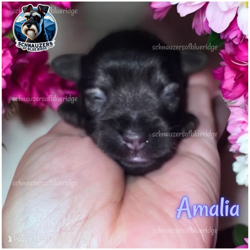 Amalia – Miniature Schnauzer puppy for sale in Spruce Pine, NC