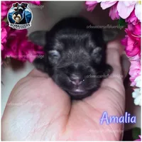 Amalia, a female Miniature Schnauzer for sale in Spruce Pine, NC – 1 of 1