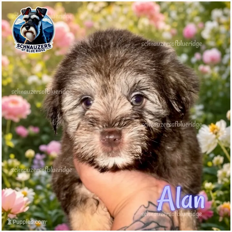 Alan – Miniature Schnauzer puppy for sale in Spruce Pine, NC