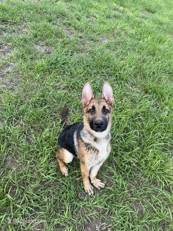 Loki – German Shepherd Dog puppy for sale in Palm Bay, FL