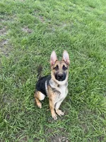 Loki, a male German Shepherd Dog for sale in Palm Bay, FL – 1 of 1