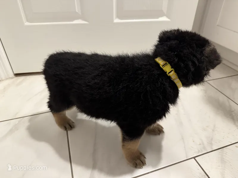 Daisy  – German Shepherd Dog puppy for sale in Palm Bay, FL