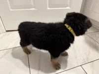 Daisy , a female German Shepherd Dog for sale in Palm Bay, FL – Photo 1 of 2