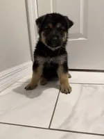 Daisy , a female German Shepherd Dog for sale in Palm Bay, FL – Photo 2 of 2