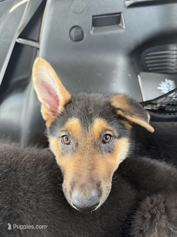 Princess  – German Shepherd Dog puppy for sale in Palm Bay, FL
