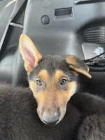 Princess , a female German Shepherd Dog for sale in Palm Bay, FL – 1 of 2
