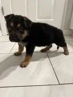 Princess , a female German Shepherd Dog for sale in Palm Bay, FL – 2 of 2