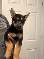 Medusa, a female German Shepherd Dog for sale in Palm Bay, FL – 2 of 2