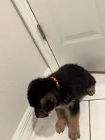 Goku, a male German Shepherd Dog for sale in Palm Bay, FL – Photo 2 of 2