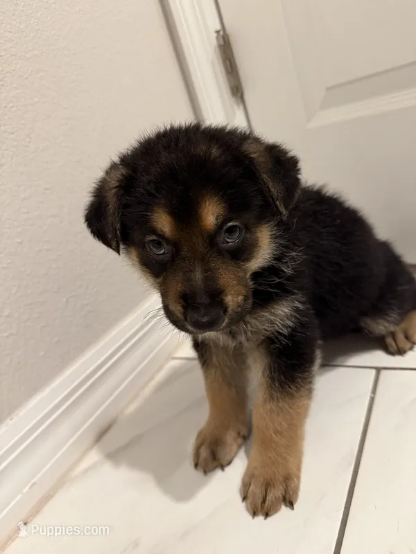 Goku – German Shepherd Dog puppy for sale in Palm Bay, FL