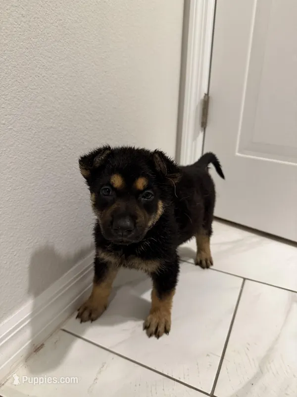 Medusa  – German Shepherd Dog puppy for sale in Palm Bay, FL