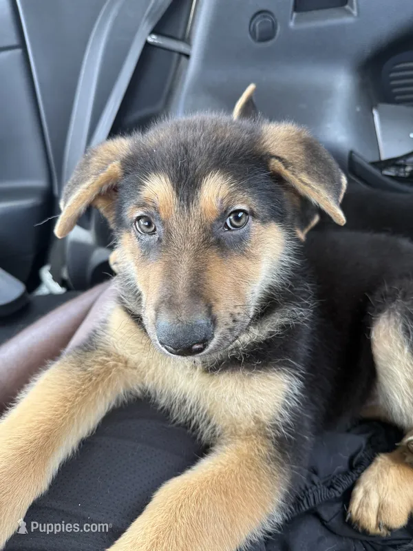 Orange  – German Shepherd Dog puppy for sale in Palm Bay, FL