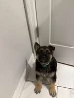 Loki, a male German Shepherd Dog for sale in Palm Bay, FL – Photo 2 of 2