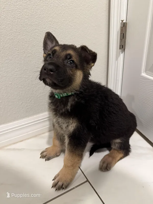 Loki – German Shepherd Dog puppy for sale in Palm Bay, FL