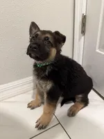 Loki, a male German Shepherd Dog for sale in Palm Bay, FL – Photo 1 of 2